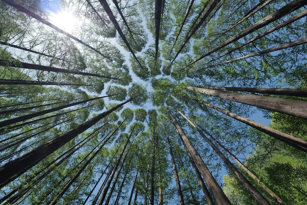 Crown Shyness Mengajarkan Kita Pentingnya Berbagi Ruang